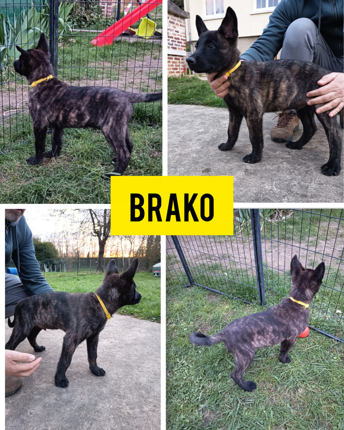 Des Gardiens De La Seine - Chiots disponibles - Berger hollandais