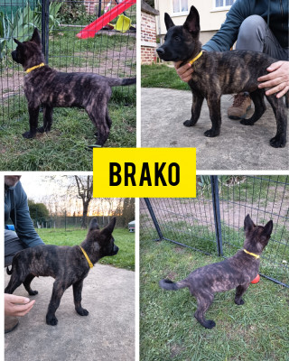 Brako